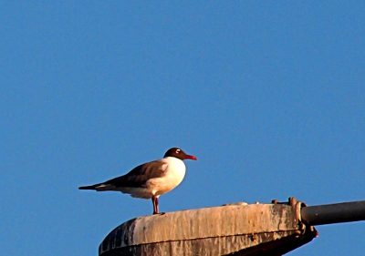 [Bird with near black head and wings, a full-bodied white belly, and orange beak standing atop a light which appears to have had many birds poop on it over time.]